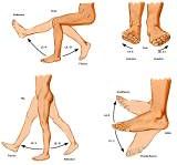 Anatomie: heup,bovenbeen,knie,onderbeen,enkel,voet,acetabulum,collum femoris,trachanter,femur,epicondyl,meniscus,kruisband,cruciate ligament,patella,knieschijf,tibia,fibula,malleolus,talus,calcaneus,tarsus,metatarsus,phalanx,falanx,quadriceps femoris,rectus femoris,sartorius,tensor fasciae latae,tractus iliotibialis,biceps femoris,gastrocnemius,semimembranosus,semitendinosus,soleus,suralis,vena saphena parva,vena saphena magna,sciatic,ischiadicus,peronea